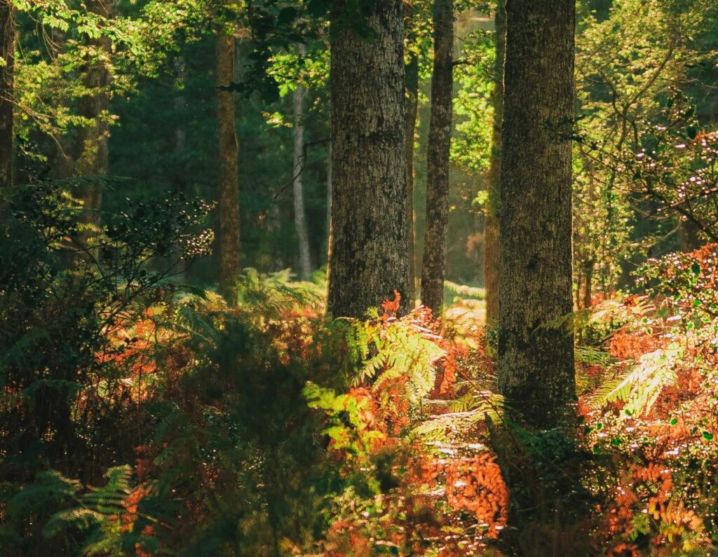 A sound ecological environment
