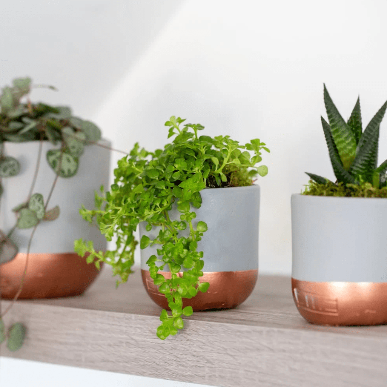 Peperomia Rotundifolia plant as a Gift Idea for Employees