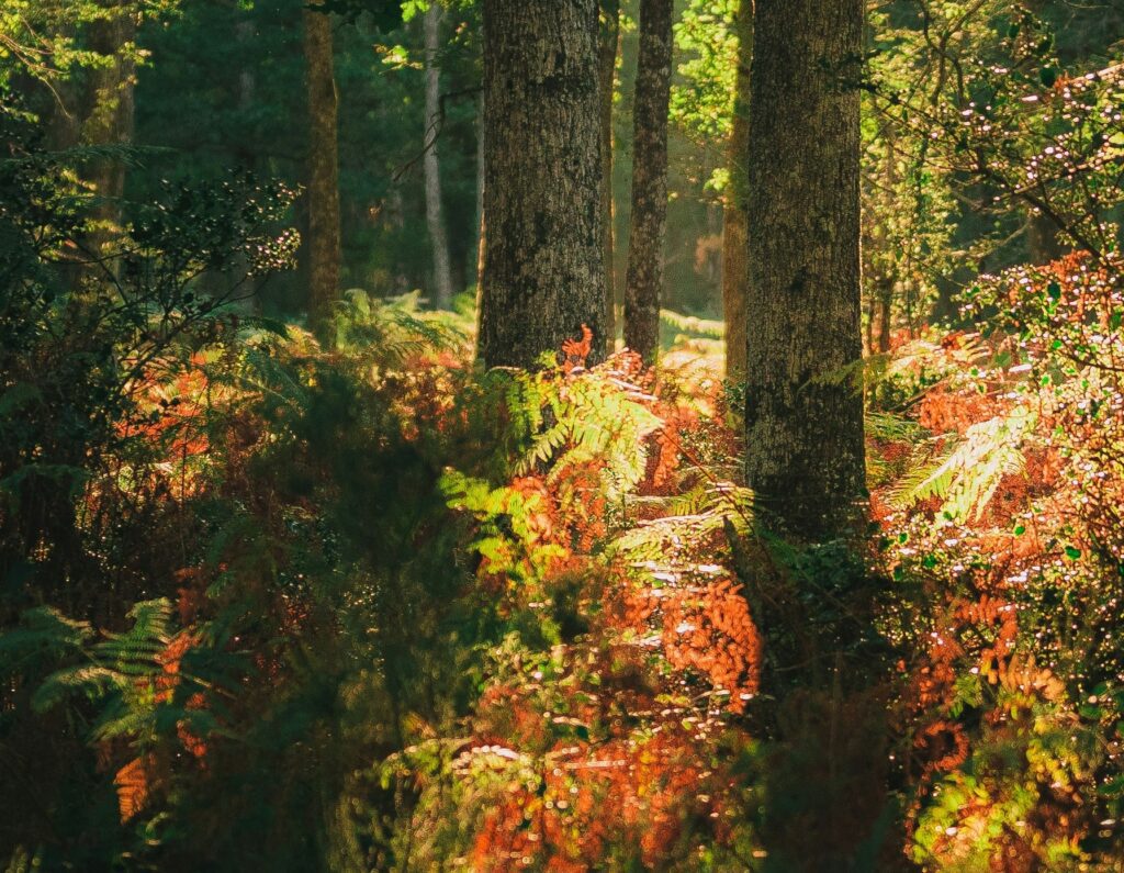 An image of a beautiful British forest