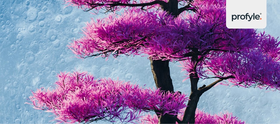 an illustration of a bonsai plant as a gift idea