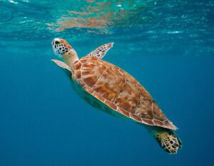 An illustration of nature